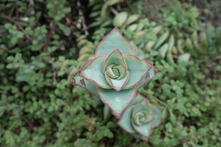 Visiter le jardin des serres d'Auteuil