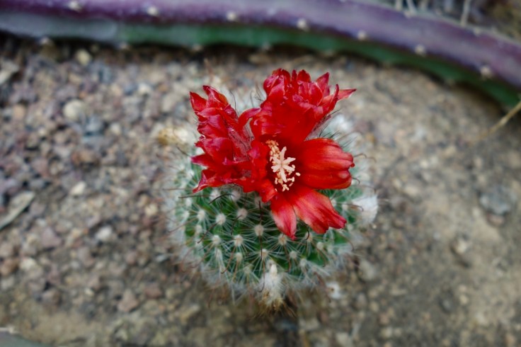 Visiter le jardin des serres d'Auteuil