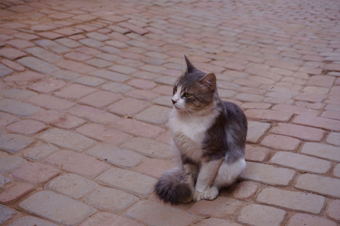 thumb_DSC06488_1024