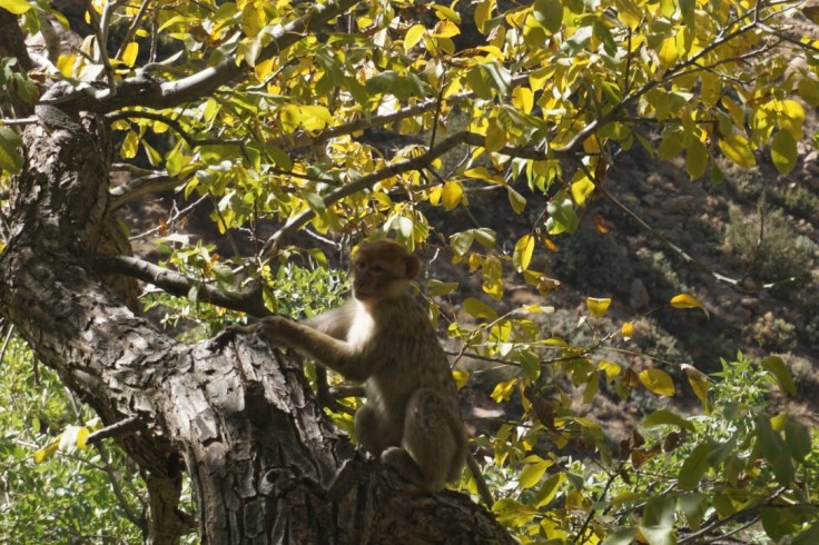 La vallée de l'Ourika