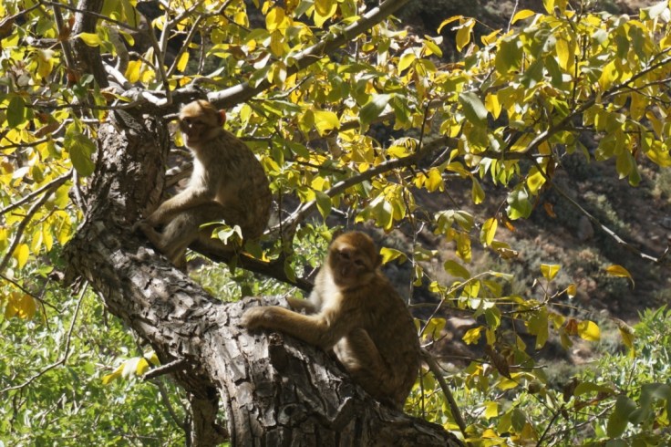 La vallée de l'Ourika