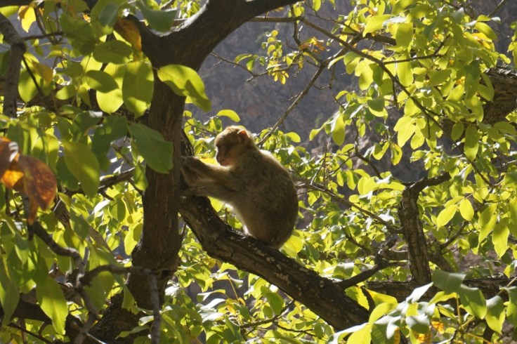 La vallée de l'Ourika
