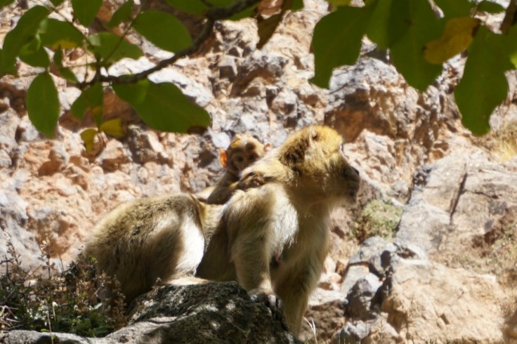 La vallée de l'Ourika