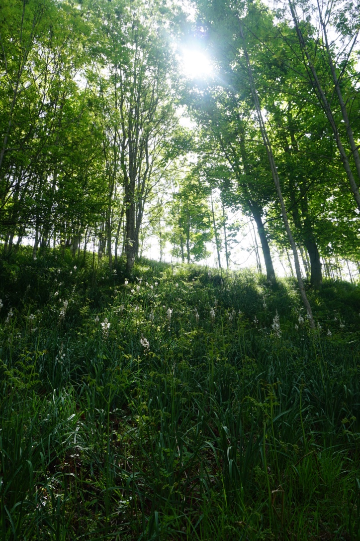 Hautes-Pyrénées - Vallée de Luz