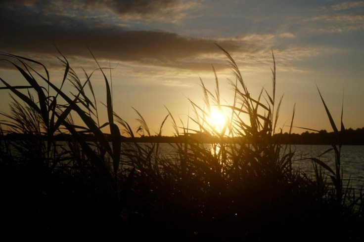 Lac d'Arjuzanx dans les Landes