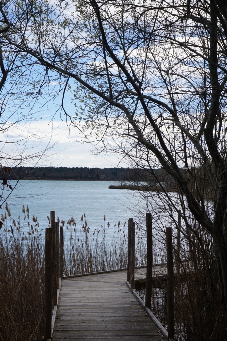 Lac d'Arjuzanx dans les Landes