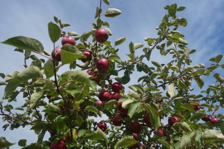 L'été indien au Québec