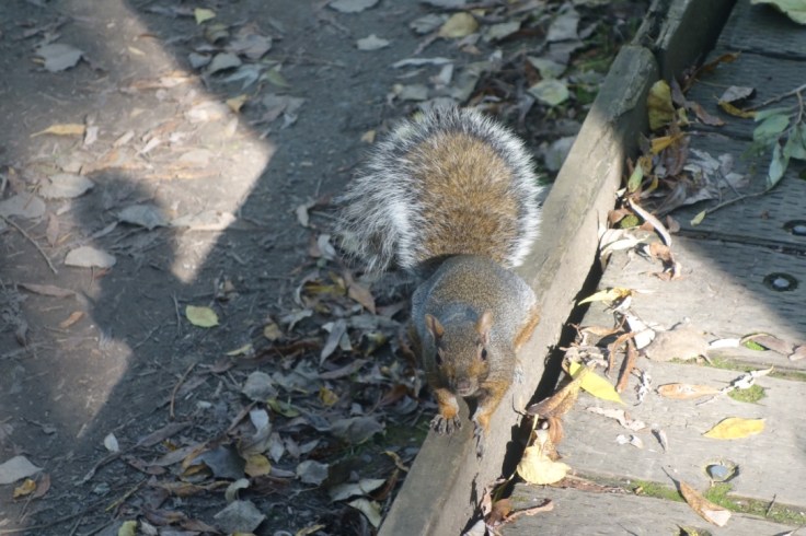 L'été indien au Québec