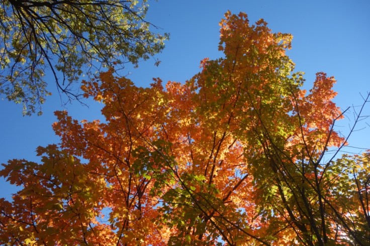 L'été indien au Québec